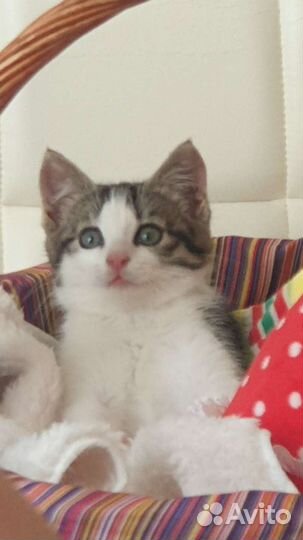 Котята в поисках дома