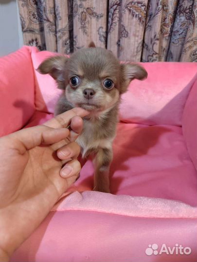 Щенки чихуахуа