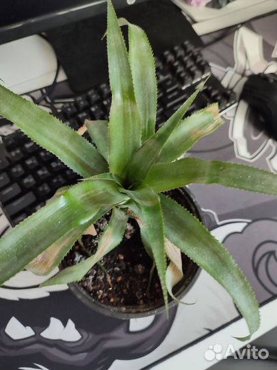 Цветок Ананаса