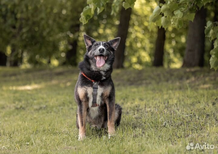 Собака ищет дом