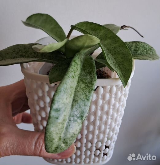 Хойя Grey ghost, Verticillata actuta variegata