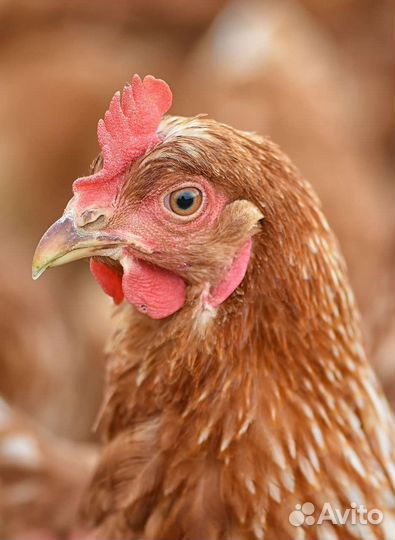 Куры молодки, несушки