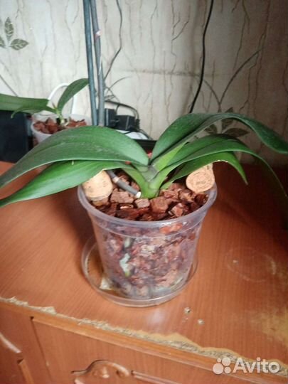 Орхидея Каменная роза