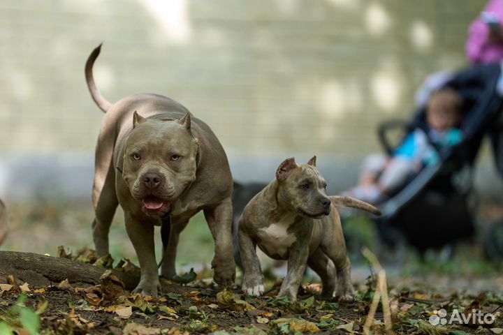 Американский булли стандарт щенки