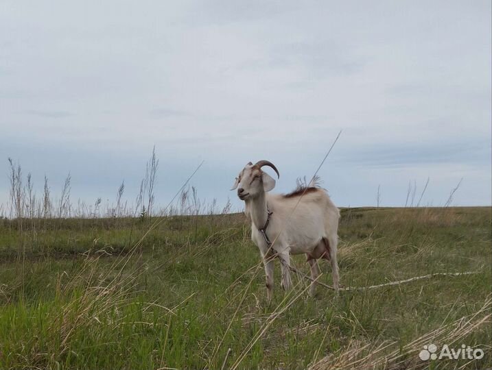 Коза дойная молочная