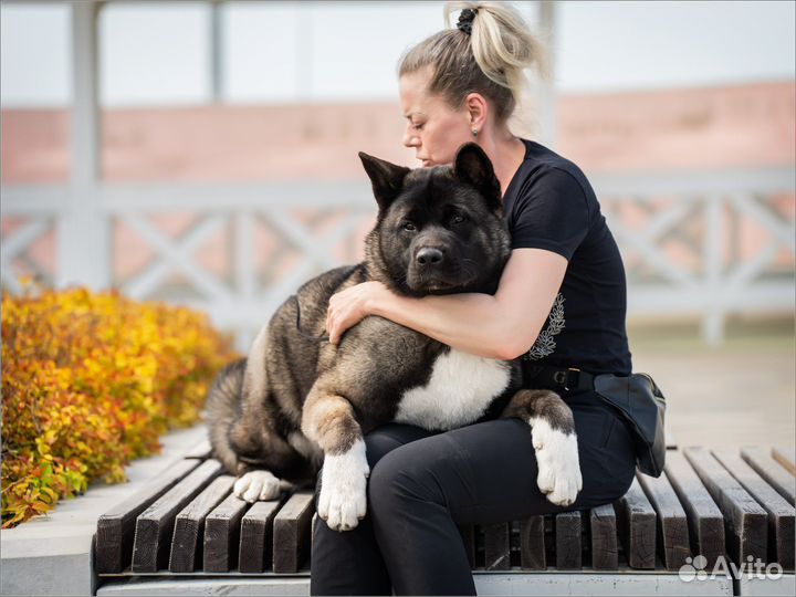 Щенки Американской Акиты