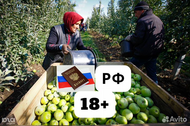 Вахта проживание питание сборщик яблок