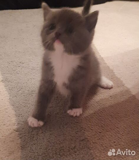 Британские котята