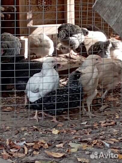 Цыплята индюшата