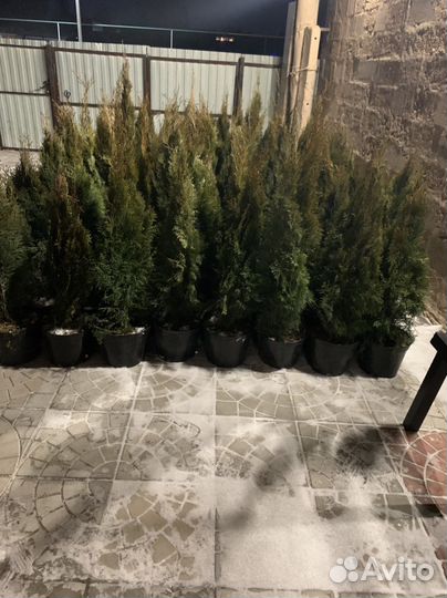 Туя смарагд