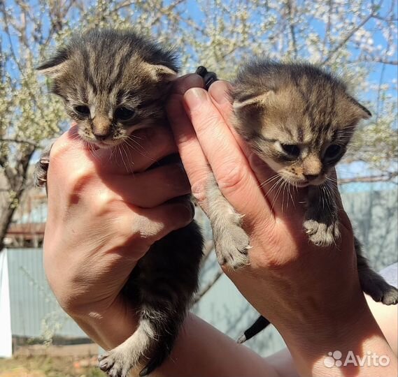 Котята в добрые руки мальчики