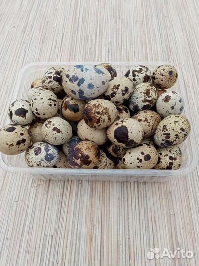 Перепелиное яйцо, тушка гуся