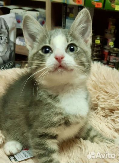 Котенок