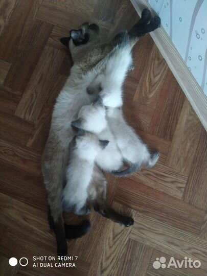 Сиамская