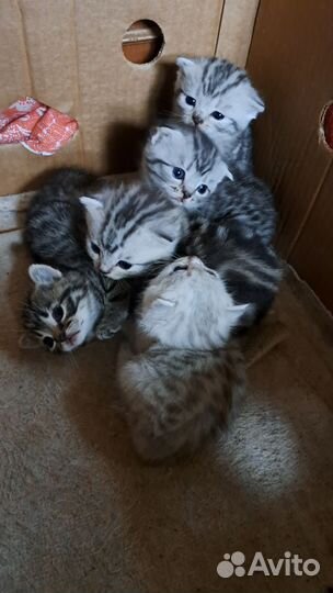 Британские котята
