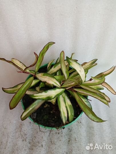 Хойи Tricolor и Wayetii Tricolor