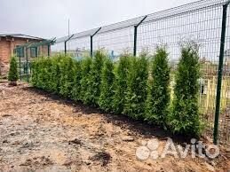 Туя Брабант зкс доставка