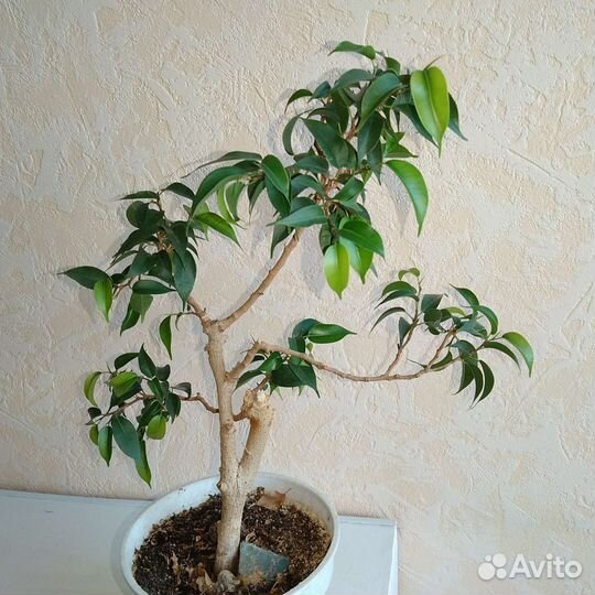 Мини фикус бонсай
