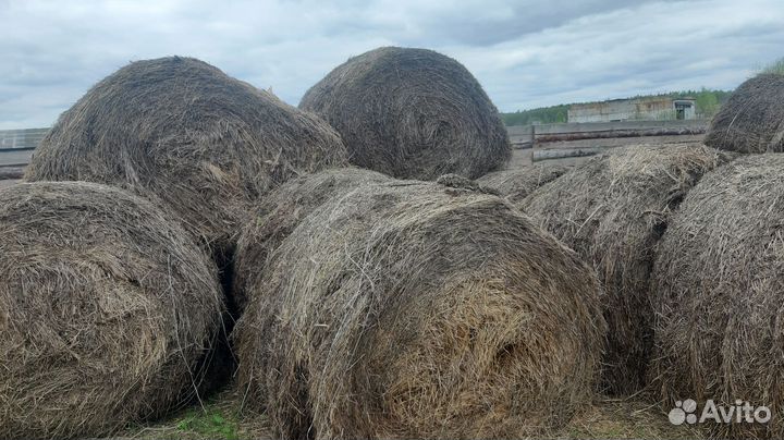Сено в рулонах