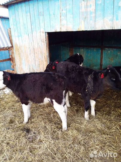 Бычки телята