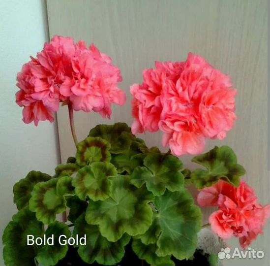 Пеларгония герань сортовая
