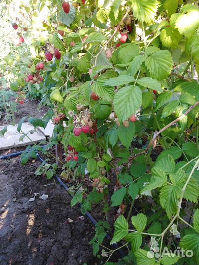 Малиновое варенье