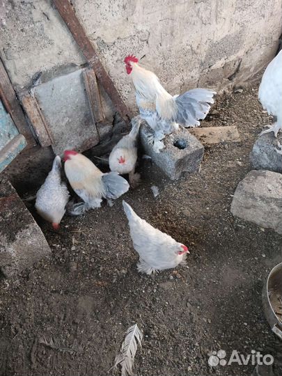 Куры молодки несушки