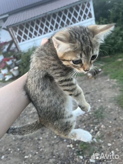 Котята в добрые руки бесплатно