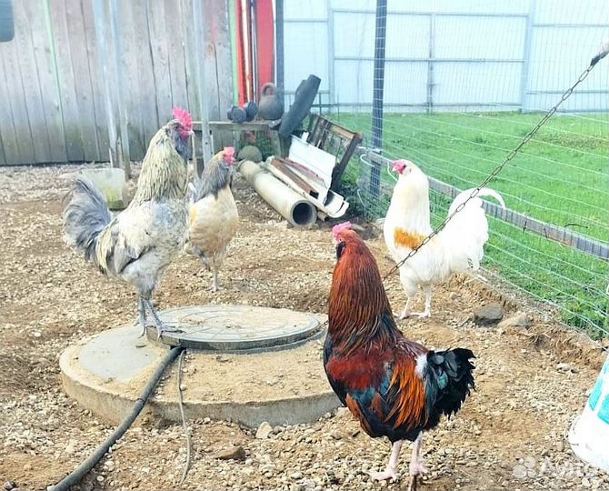 Петухи Амеракуна