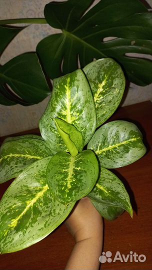 Сортовые аглаонемы