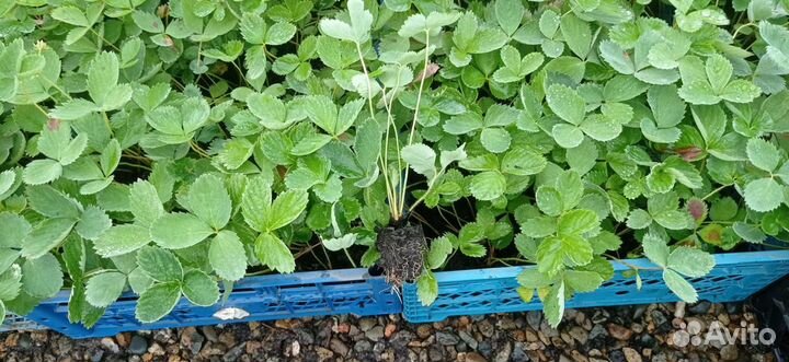 Рассада зкс клубники Мурано Крупный опт предзаказ