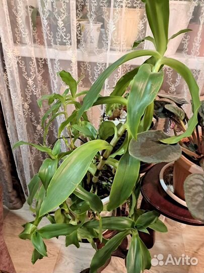 Растение золотой ус с горшком