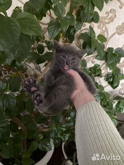 Котята