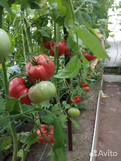 Рассада помидоров (томатов) о/г, теплиц, балкон