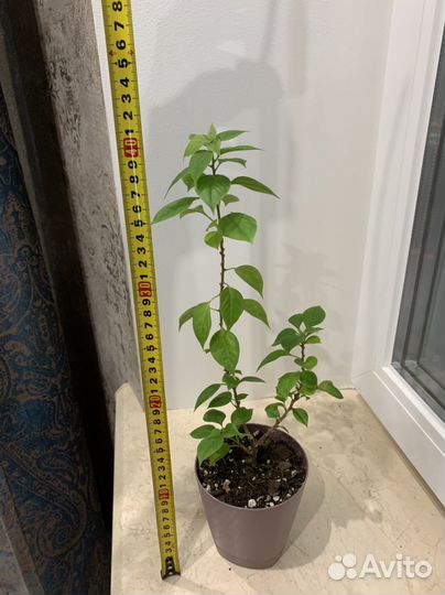 Бугенвиллия mini, филодендрон хосе боэно