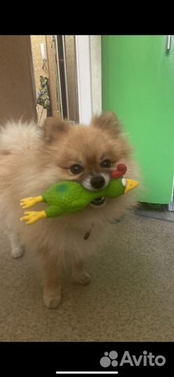 Немецкий шпиц вязка