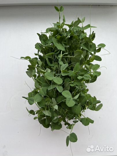 Микрозелень гороха