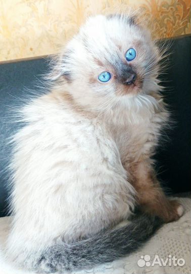 Котята от вислоухой шотландской кошки