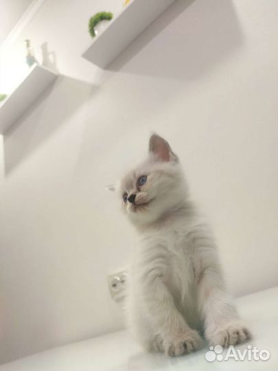 Шотландские вислоухие котята