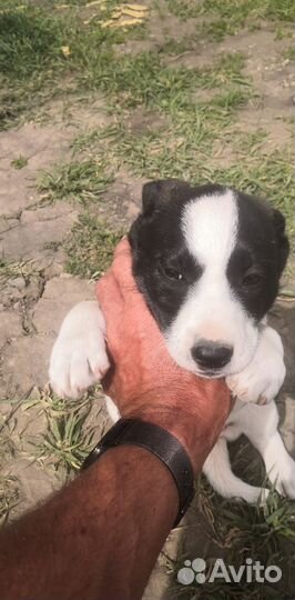 Двортерьер