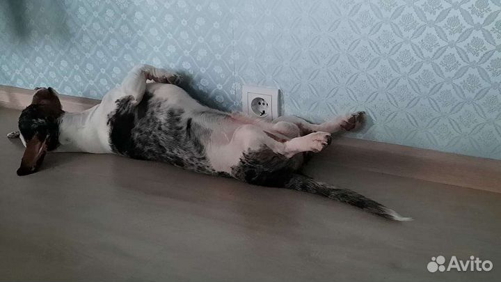 Такса вязка кобель