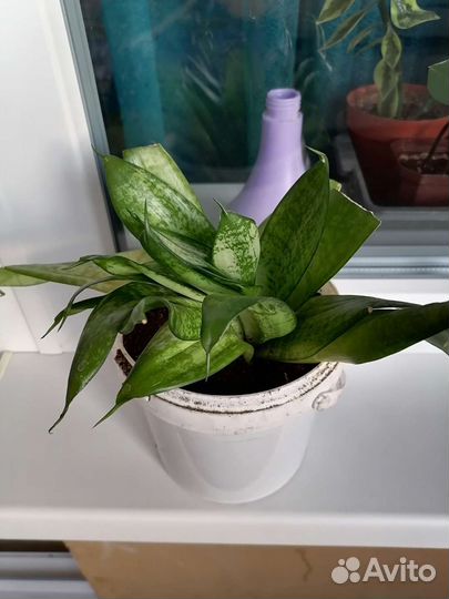 Сансевиерия