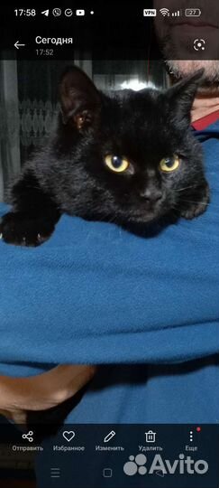 Котята мальчики