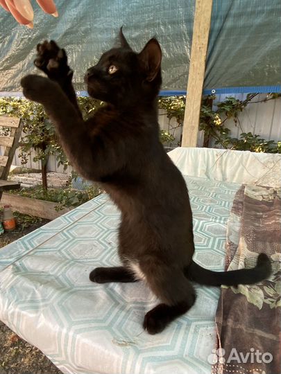 Отдам кота в добрые руки