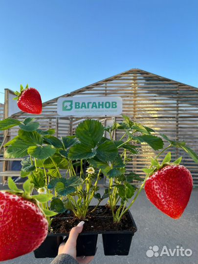 Рассада средней клубники Сибилла фермерская