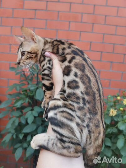 Бенгальские котята