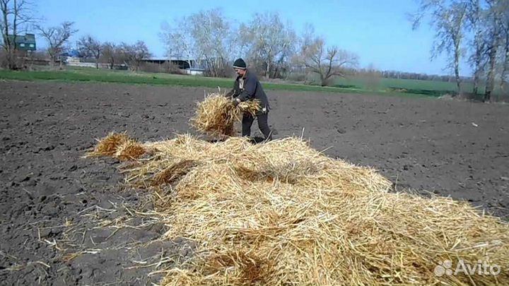 Солома + бесплатная доставка