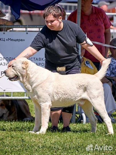 Среднеазиатская овчарка (алабай), вязка