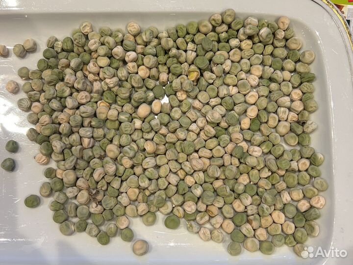 Горох семена на посадку