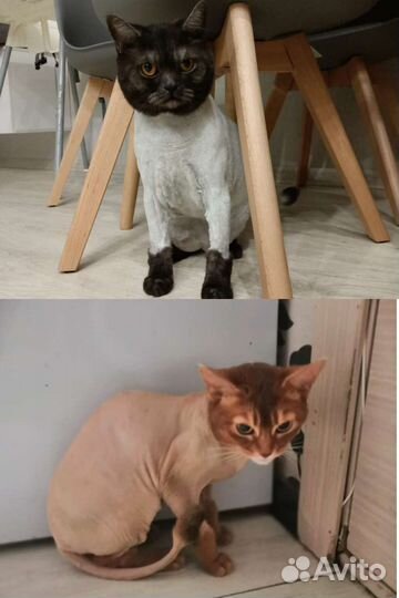 Стрижка кошек груминг